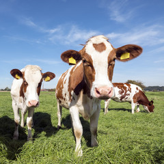 Fototapeta na wymiar young red and white holstein cows in green meadow on sunny day in holland