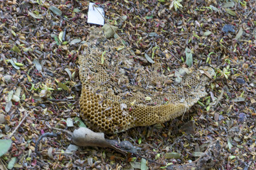 honeycomb at the ground
