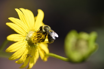bee on flower