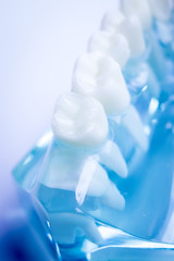 Dentist dental teeth model