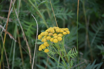 tansy
