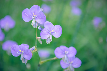 Fototapeta na wymiar Purple wildflowers names Murdannia giganteum on blurry background.
