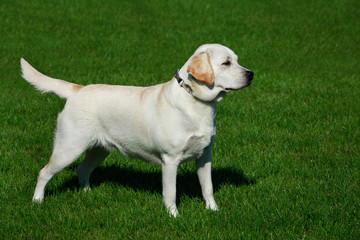 dog breed Labrador
