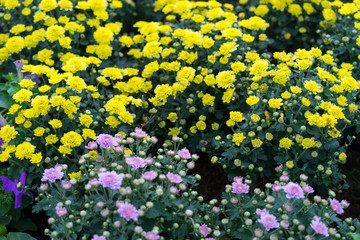 Obraz premium Blurred yellow flower and pink flower background,