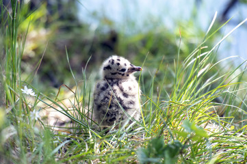 grey gull chick.Norway.Tromso