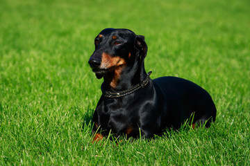 Dog breed dachshund