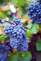 A bunch of blue grapes on grapevine in autumn