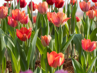 Beautiful blurred tulips background,