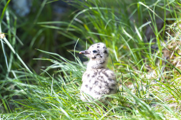 grey gull chick.Norway.Tromso