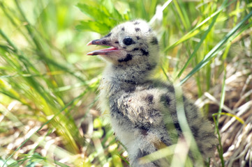 grey gull chick.Norway.Tromso