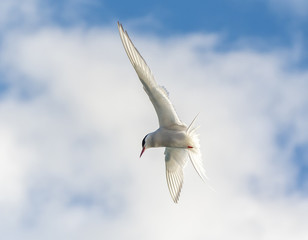 Fototapeta na wymiar Arctic tern in flight.Tromso.Norway