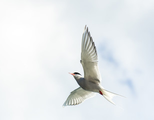 Arctic tern in flight.Tromso.Norway - obrazy, fototapety, plakaty