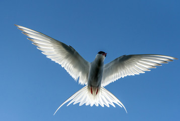 Fototapeta na wymiar Arctic tern in flight.Tromso.Norway