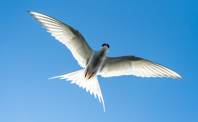 Arctic tern in flight.Tromso.Norway