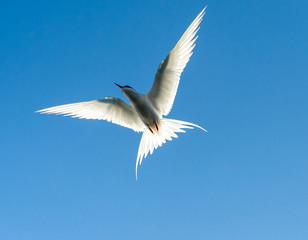 Arctic tern in flight.Tromso.Norway