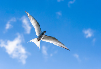 Arctic tern in flight.Tromso.Norway
