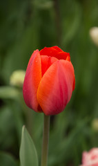Closeup macro of spring flowers tulips floral background