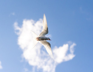 Arctic tern in flight.Tromso.Norway