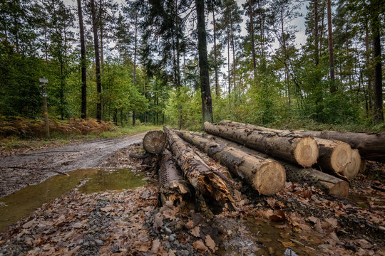 Logging in the wet forest of Belgian ardennes with big logs in foreground
