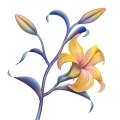 tropical flower, botanical illustration, decorative lily twig, clip art element isolated on white background - obrazy, fototapety, plakaty