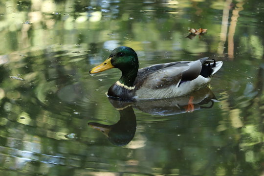 common mallard duck on a shimmerimg pool reflecting image