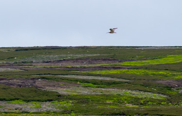 Curlew in Flight