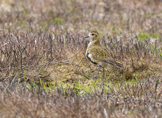 Golden Plover