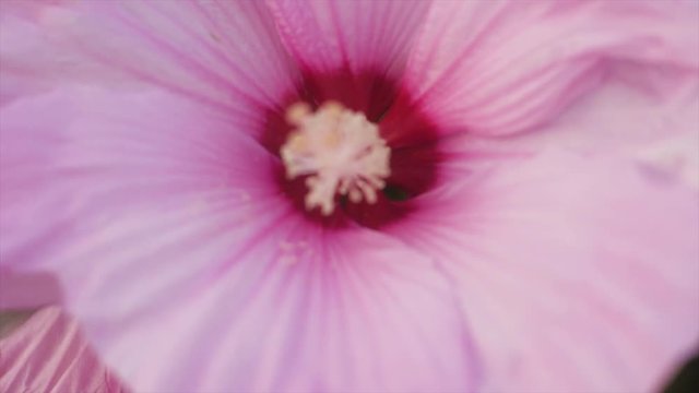 Pink Flower in Slowmotion. As the slower moves in the wind, a close up of its stigma is pictured. The flower is vibrant and alive.
