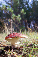 Dancing mushroom. Mushroom curtsey. Amanita muscaria close up among the grass, twigs and moss. Sunny autumn day