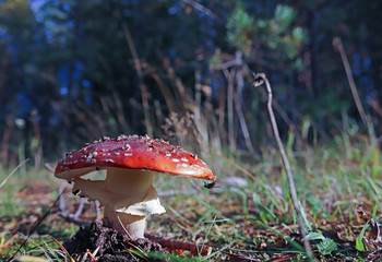 Dancing mushroom. Mushroom curtsey. Amanita muscaria close up among the grass, twigs and moss. Sunny autumn day