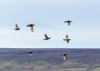 Red Grouse Flying