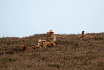 Spaniels in the Heather