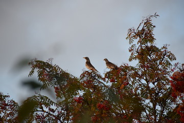 Thrushes