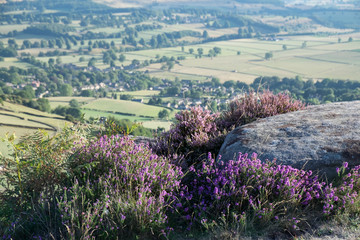 Peak District heather