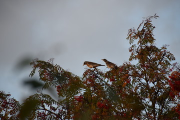 Thrushes