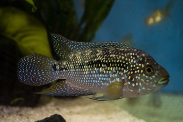 Jack Dempsey (Rocio octofasciata) cichlid fish in the aquarium
