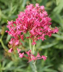 Pink flower in the garden.
