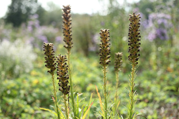 Flower in the field. Bokeh background. 