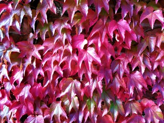 Stunning red Virginia creeper leaves in autumn