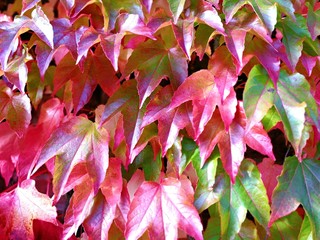 Colourful red and green Virginia creeper leaves in autumn