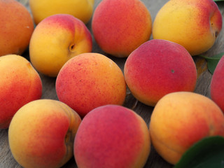 ripe apricots close-up. healthy, organic and fresh fruit.