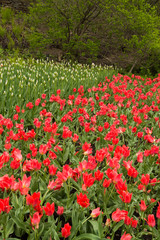Lots of colorful tulip flowers natural spring background