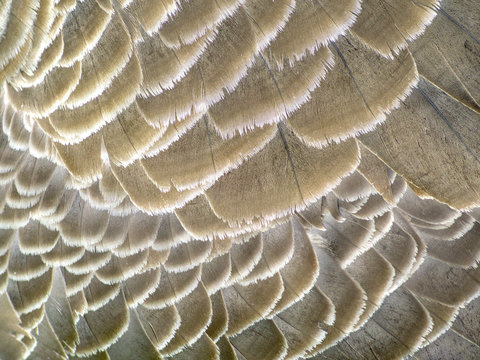 Greylag Goose Feather Abstract 