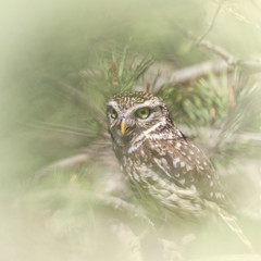 Owls, Pygmy owl (Glaucidium passerinum) sitting on the pine tree branch and looking, natural artistic animal background, wildlife