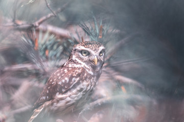 Owls, Pygmy owl (Glaucidium passerinum) sitting on the pine tree branch and looking, natural artistic animal background, wildlife