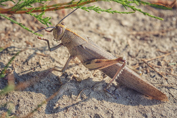 Egyptian or giant grasshopper eating green leaves of fresh shrub. Close-up image of anacridium aegyptium, animal background