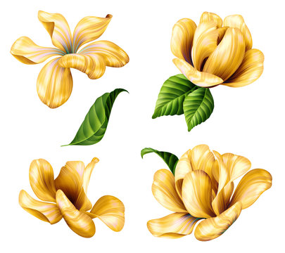 Fototapeta botanical illustration, beautiful yellow flowers clip art, design elements set, isolated on white background