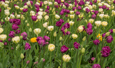 Lots of colorful tulip flowers natural spring background
