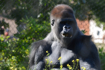 Obraz premium Western lowland gorilla 