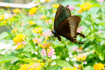 Beautiful butterfly collects nectar from flowers.